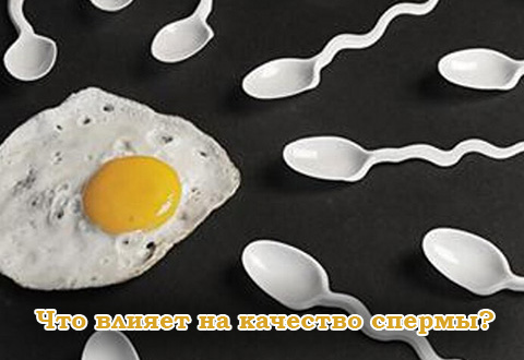 Что влияет на качество спермы?